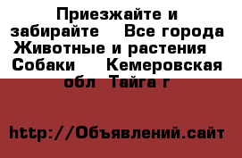 Приезжайте и забирайте. - Все города Животные и растения » Собаки   . Кемеровская обл.,Тайга г.